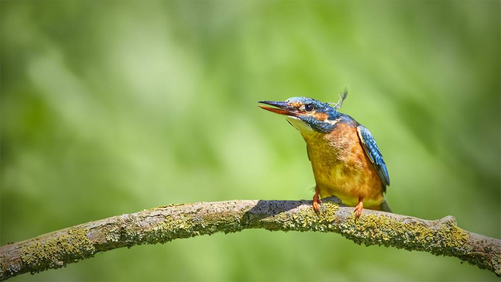 Eisvogel Wildlife alexanderdacos.de Eisvogel Naturfotografie